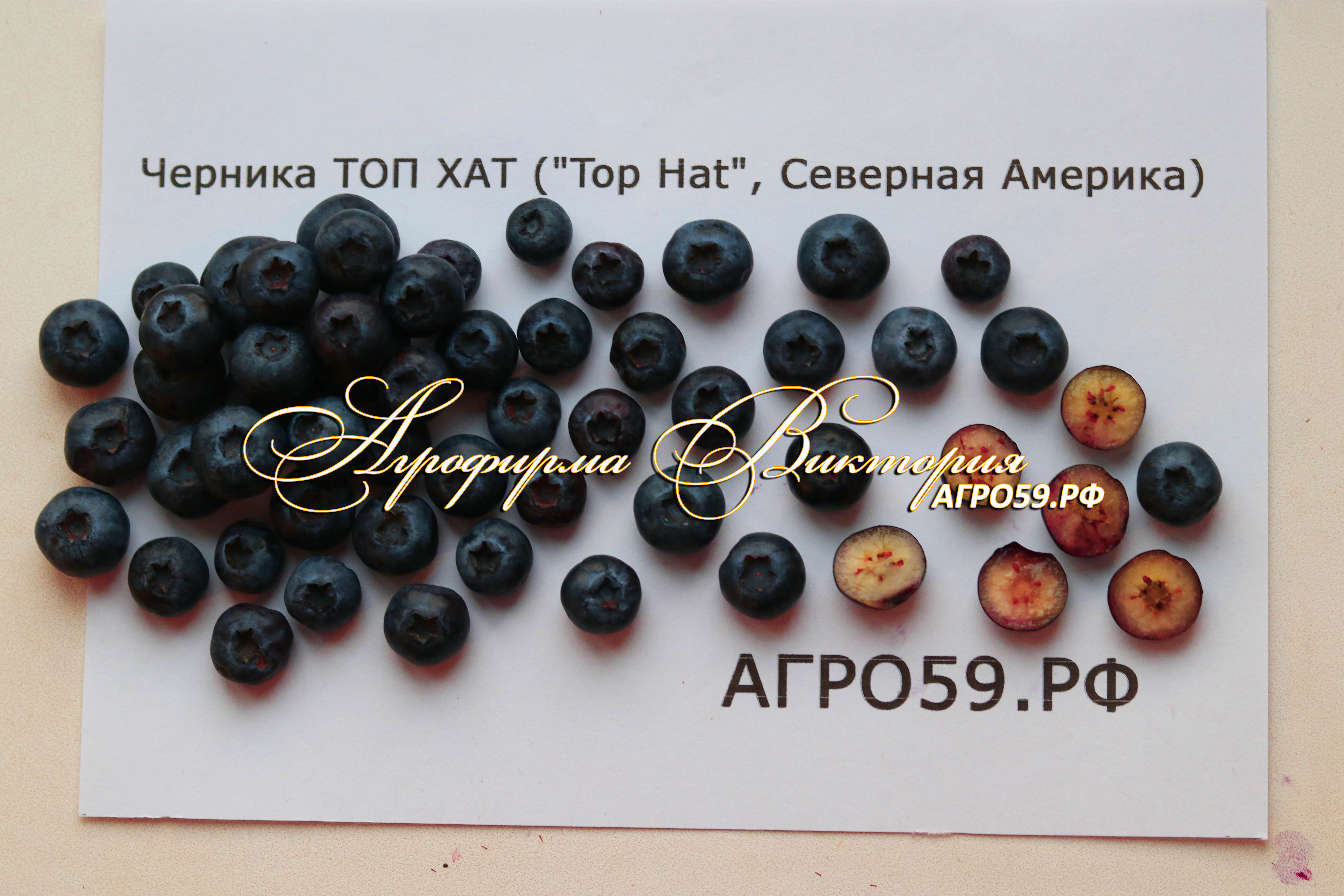 Черника Описание Сорта Фото Отзывы